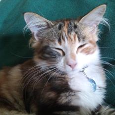 Maine Coon R.I.P Sjina