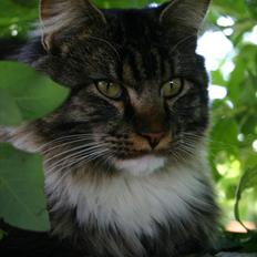 Maine Coon Hannibal Valentin