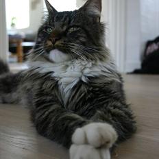 Maine Coon Hannibal Valentin