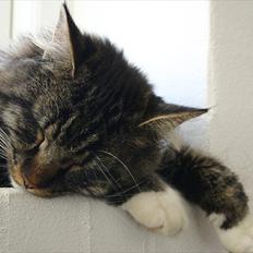 Maine Coon Hannibal Valentin