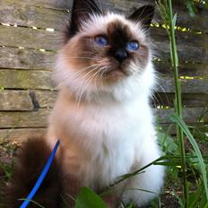 Hellig Birma Gaius Julius Caesar