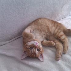 Huskat Gulliver *Sov godt, Skat*