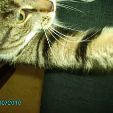 Blanding af racer Sjikke