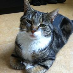 Blanding af racer Sjikke