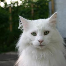 Norsk Skovkat Emma RIP