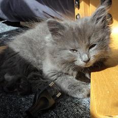 Blanding af racer Findus