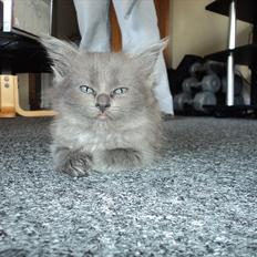 Blanding af racer Findus