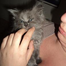 Blanding af racer Findus