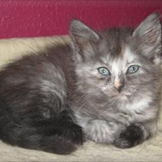 Sibirisk Kat LZ Tvoislava / Chewie