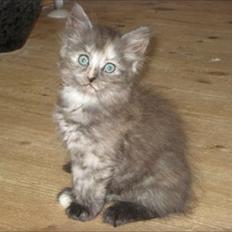 Sibirisk Kat LZ Tvoislava / Chewie