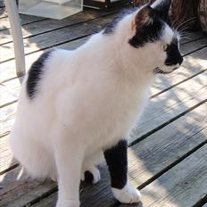 Manx Quintessenza Mira