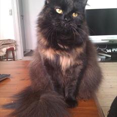 Blanding af racer Trille