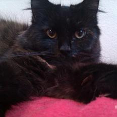 Blanding af racer Trille