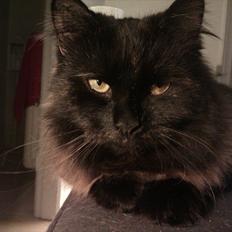 Blanding af racer Trille