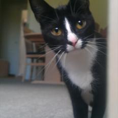 Blanding af racer Tulle fis'