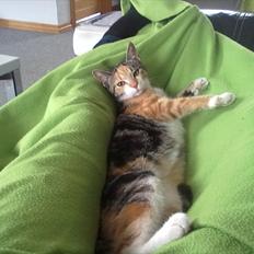 Huskat Missi