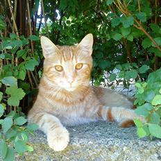 Blanding af racer Pjevs