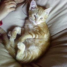 Blanding af racer Pjevs