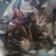 Maine Coon Noah #NoahBoah#