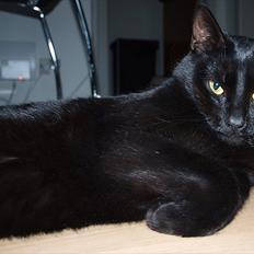 Huskat Blackie