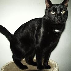 Huskat Blackie