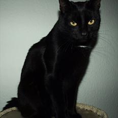 Huskat Blackie