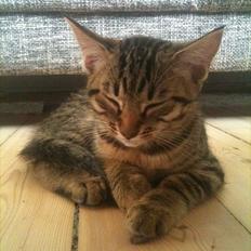 Blanding af racer Coda