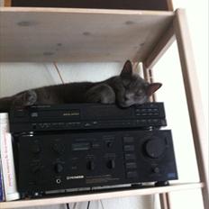 Blanding af racer Batman