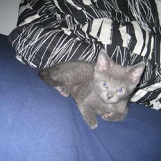 Blanding af racer Batman