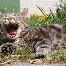 Blanding af racer Pletten