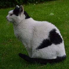 Huskat » Josefine<3