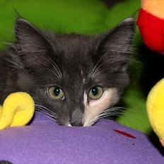 Norsk Skovkat DK Kimbo's Darling