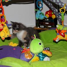 Norsk Skovkat DK Kimbo's Darling