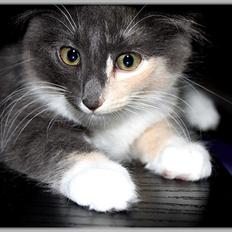 Norsk Skovkat DK Kimbo's Darling