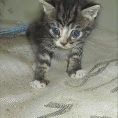 Huskat Elrondhus's Leonardo