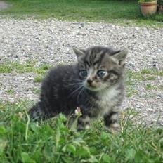 Huskat Elrondhus's Leonardo