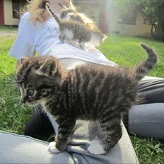 Huskat Elrondhus's Leonardo