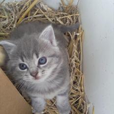 Blanding af racer Mathilde kakaomælk