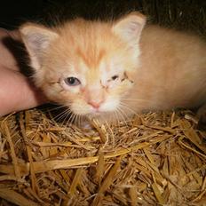 Blanding af racer Vinters Red *R.I.P*