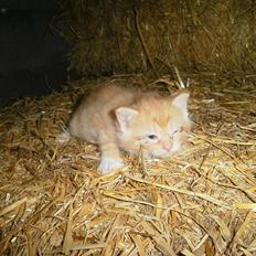 Blanding af racer Vinters Red *R.I.P*