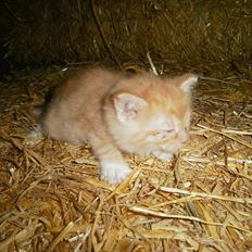 Blanding af racer Vinters Red *R.I.P*