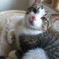 Huskat Nala (Jørgen)