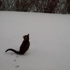 Huskat Nala (Jørgen)