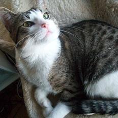 Huskat Nala (Jørgen)