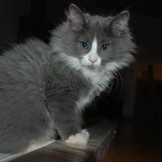 Blanding af racer Micha