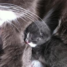 Blanding af racer Micha