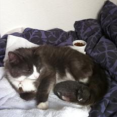 Blanding af racer Micha