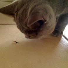 British Shorthair Valhalla´s Disa (JASMINE)