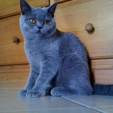 British Shorthair Valhalla´s Disa (JASMINE)