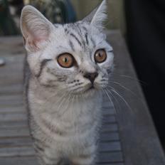 British Shorthair DK*Avalanta's Bailey